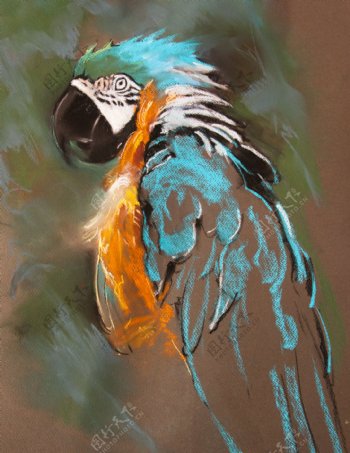抽象油画鹦鹉