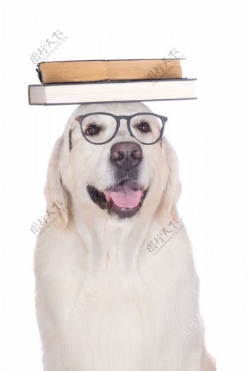 顶着书本的狗狗