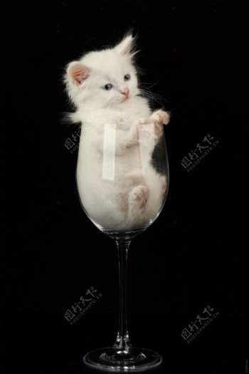 酒杯里出不来的小猫
