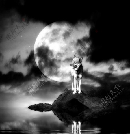 月光与狼