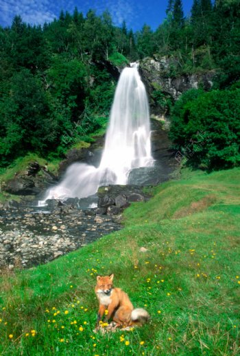 瀑布美景与狐狸