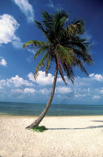 沙滩上的椰树特写图片