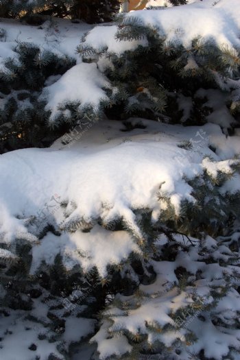 树上的白雪