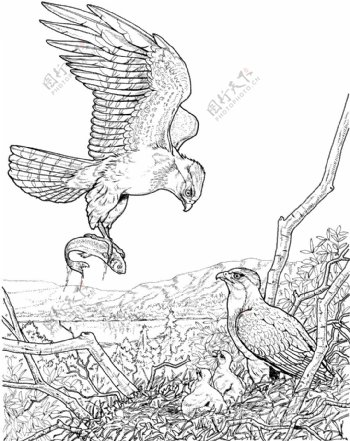 鹰鸟类素描动物素描
