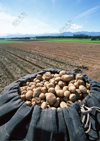 菜地里的土豆图片