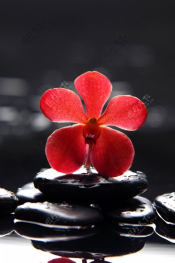 SPA水疗石与花朵图片
