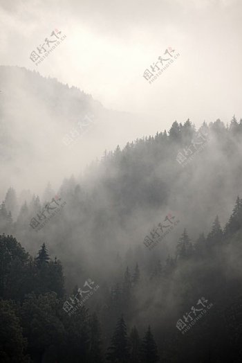 云雾缭绕的树林风景