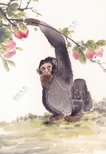 手绘猴子图片