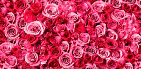 玫瑰花情人节海报素材图片