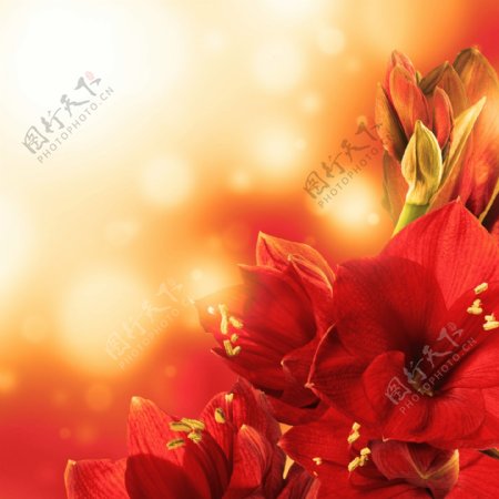 梦幻光斑与红色鲜花背景图片