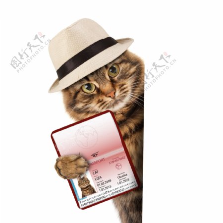 展示护照的小猫