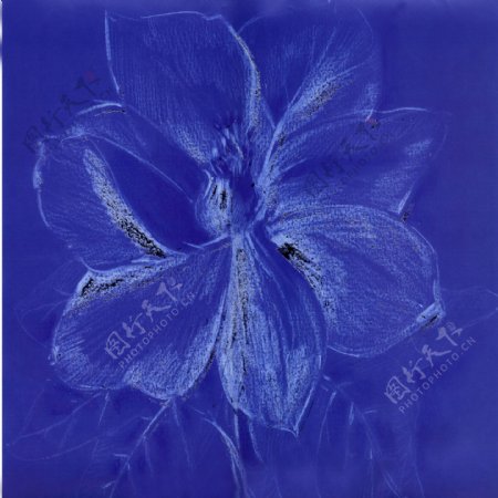蓝色花朵油画图片