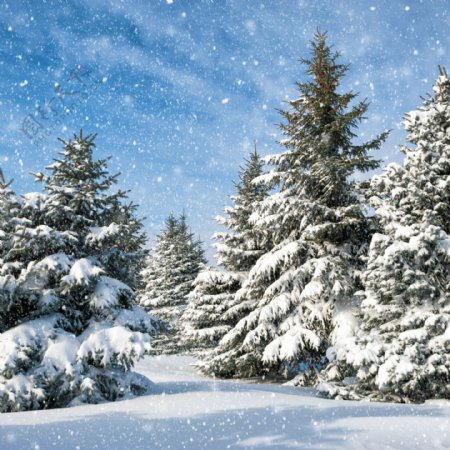 雪地上高耸的松树图片