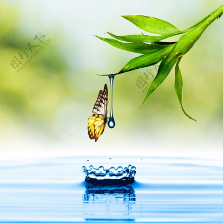 植物水滴和蝴蝶图片