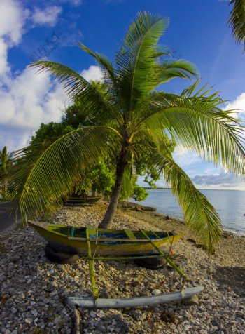 热带椰子树素材