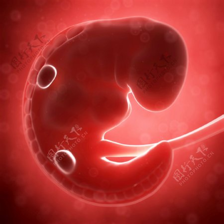 开始发育的胚胎图片