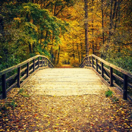 秋天树林桥面风景