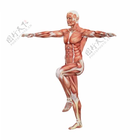 运动的男性人体肌肉组织图片