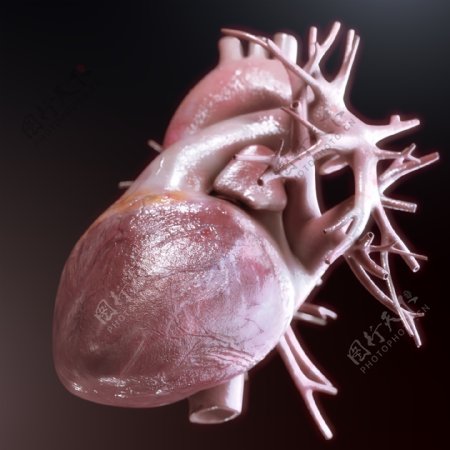 心脏器官模型图片