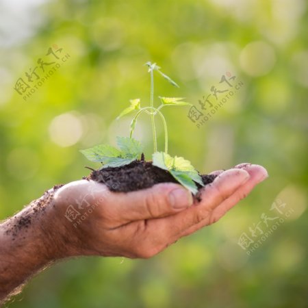 双手里的绿色植物图片