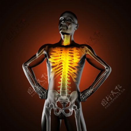男性人体骨骼图片