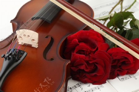 小提琴与玫瑰花五线谱图片