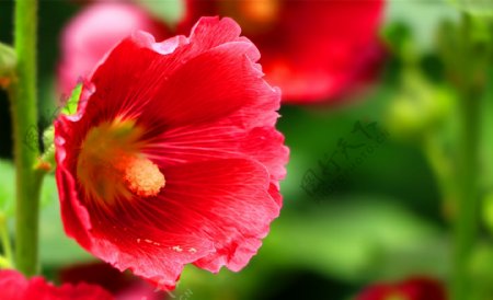 红色蜀葵花图片