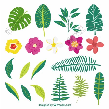 手工绘制各种植物和异国情调的花
