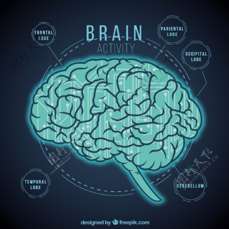 大脑活动的信息图表