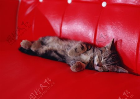 侧身睡在红色沙发上的小猫
