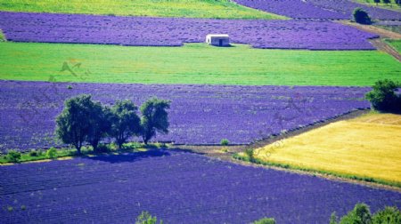 紫色薰衣草风景