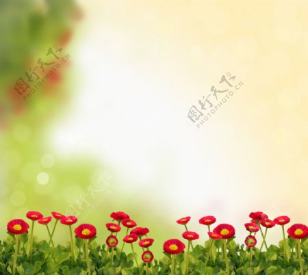 红色波丝菊背景图片