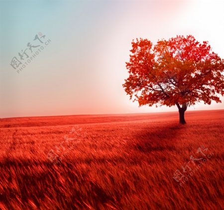 美丽的红色草地树木风景