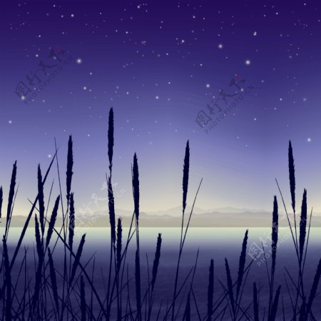 沼泽地夜间景观
