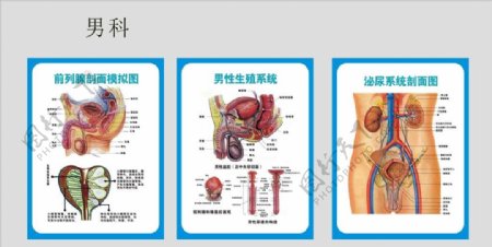 男科挂画