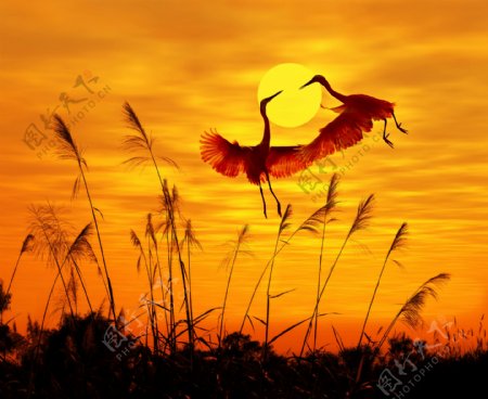 黄昏夕阳与丹顶鹤