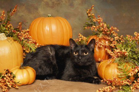 高清黑猫与南瓜图片
