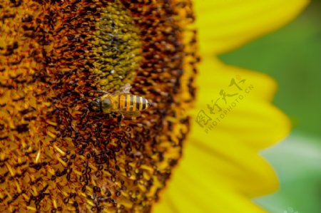 向日葵蜜蜂采蜜图片