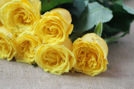 唯美黄色玉玫瑰花图片