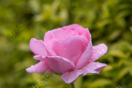 一朵粉色玫瑰花图片