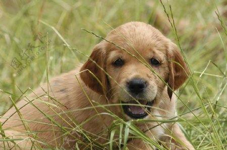草丛中的小宠物狗