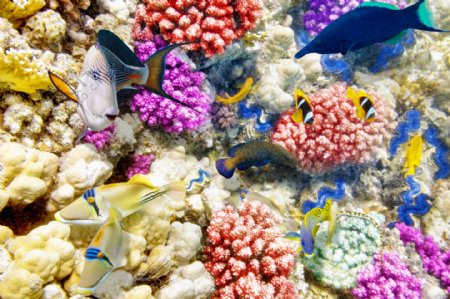 彩色珊瑚和海鱼图片