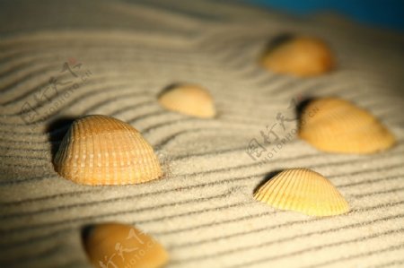 沙滩沙纹贝壳图片