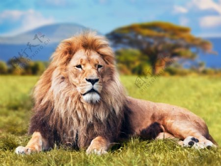 趴在草地上的狮子