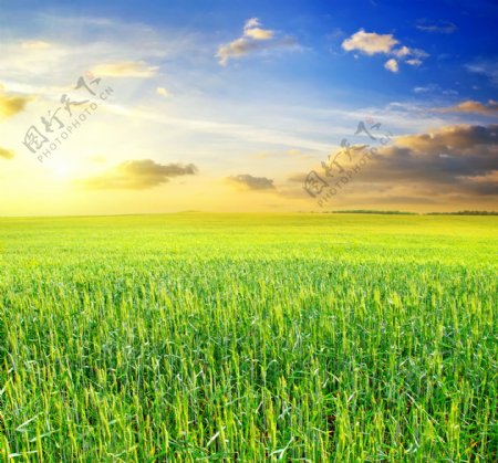天空下的绿色麦田