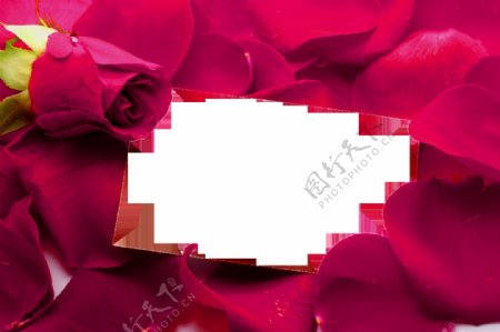 红色玫瑰花瓣背景