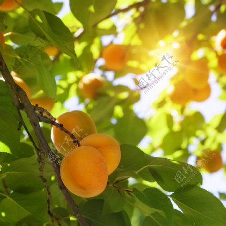 杏树上的杏子