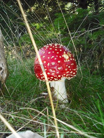 漂亮的毒蘑菇