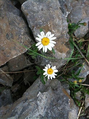 两朵石头缝中的雏菊
