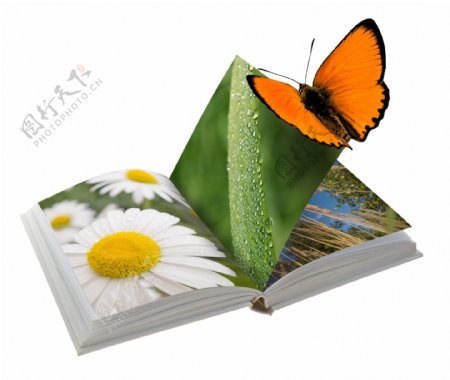 蝴蝶与书本图片